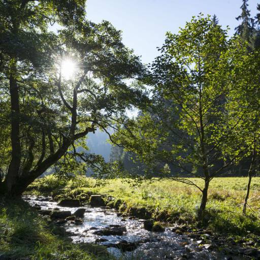 Wiese mit Bach in Willingen