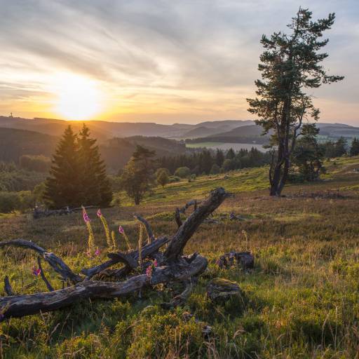 Natur im Sauerland