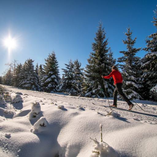 Skilanglauf durch den verschneiten Wald im Sonnenschein
