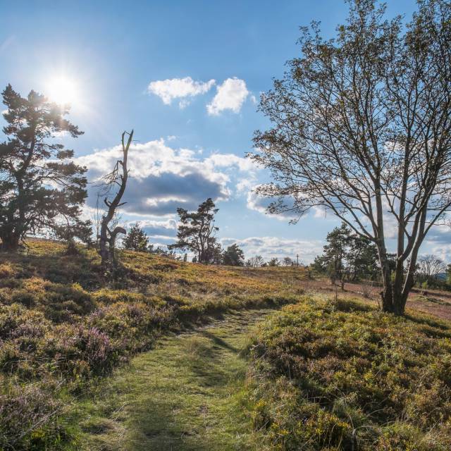 Uplandsteig im Sonnenschein im Sauerland